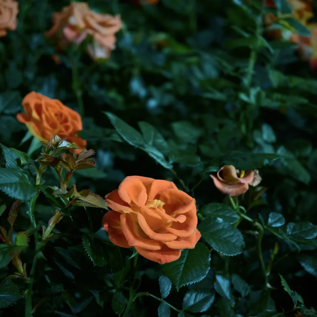 秋日里的咸蛋黄🌇