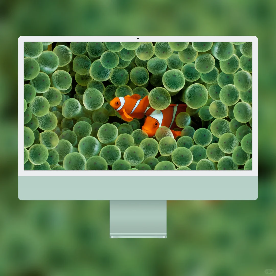 把苹果最经典的小丑鱼壁纸搬到电脑上