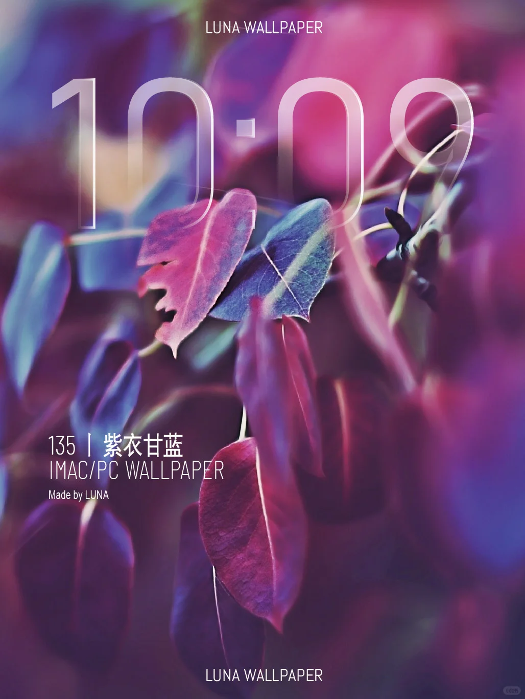 135丨紫衣甘蓝丨高清壁纸