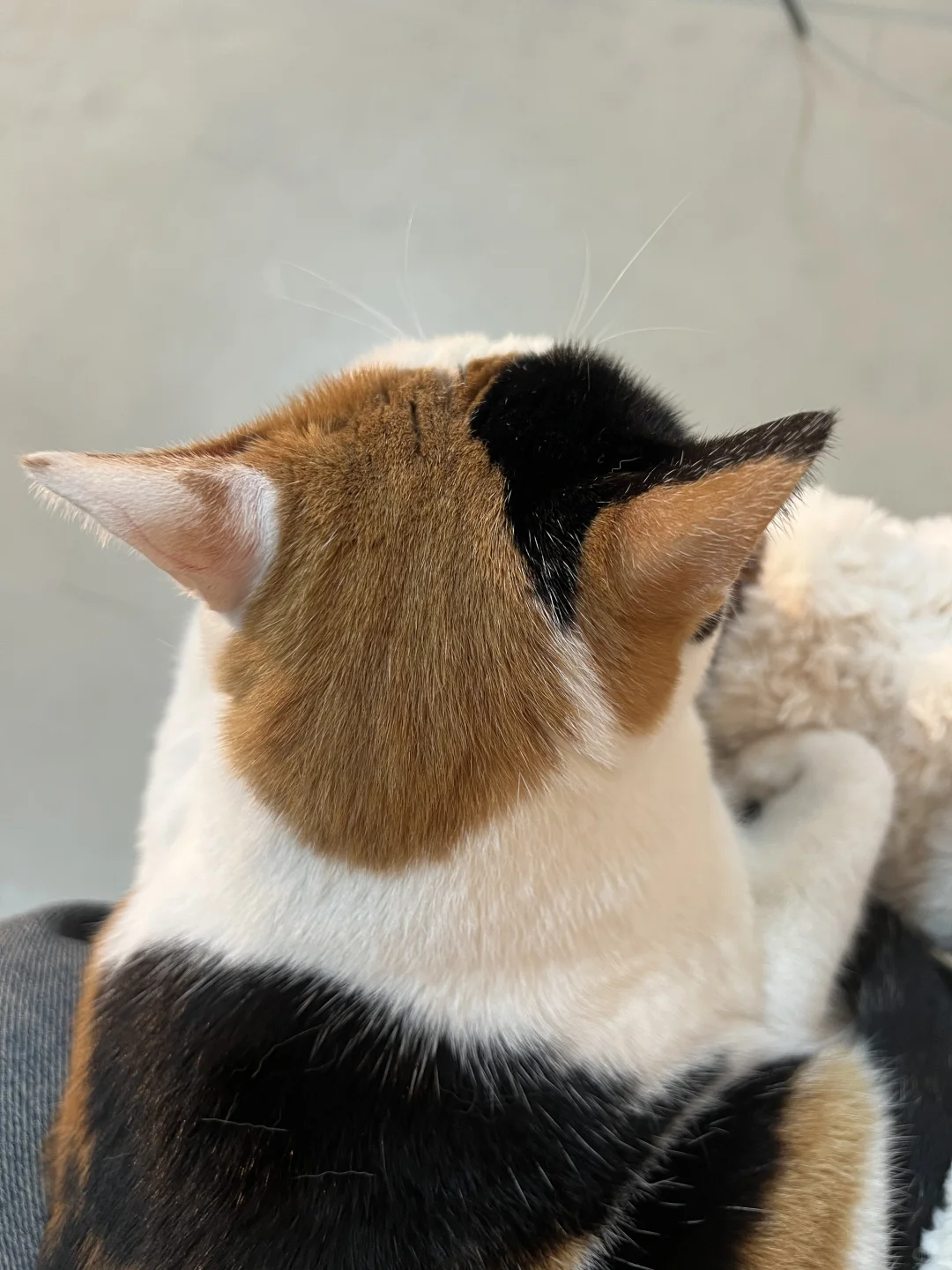 杭州互勉，互勉约拍，肖像写真，棚拍，互勉模特