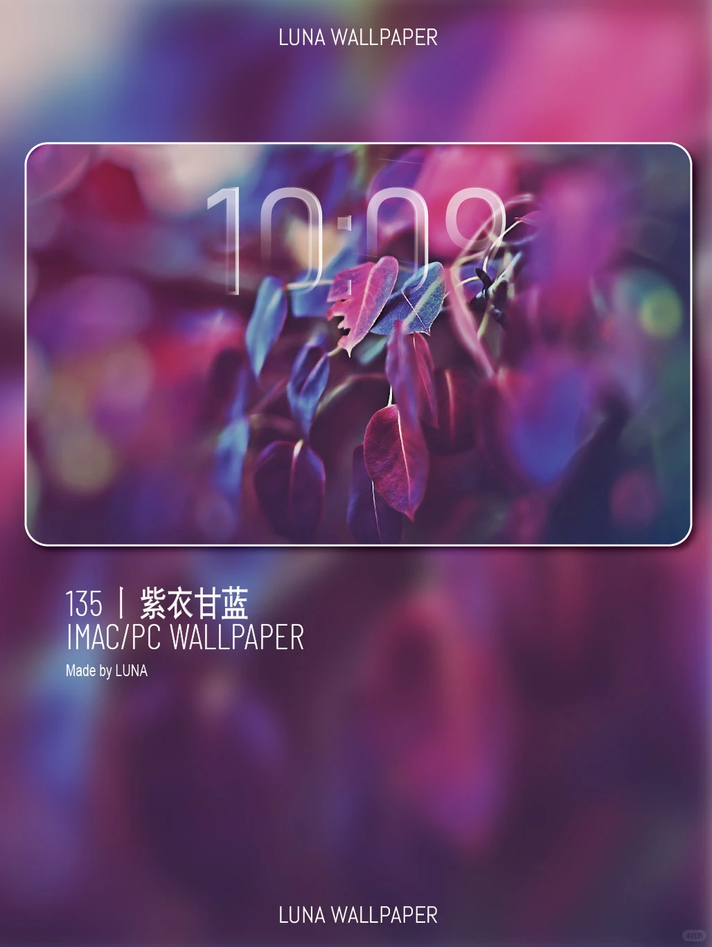 135丨紫衣甘蓝丨高清壁纸