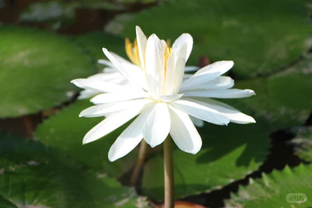 版纳互勉约拍｜复古胶片风找模特啦📸