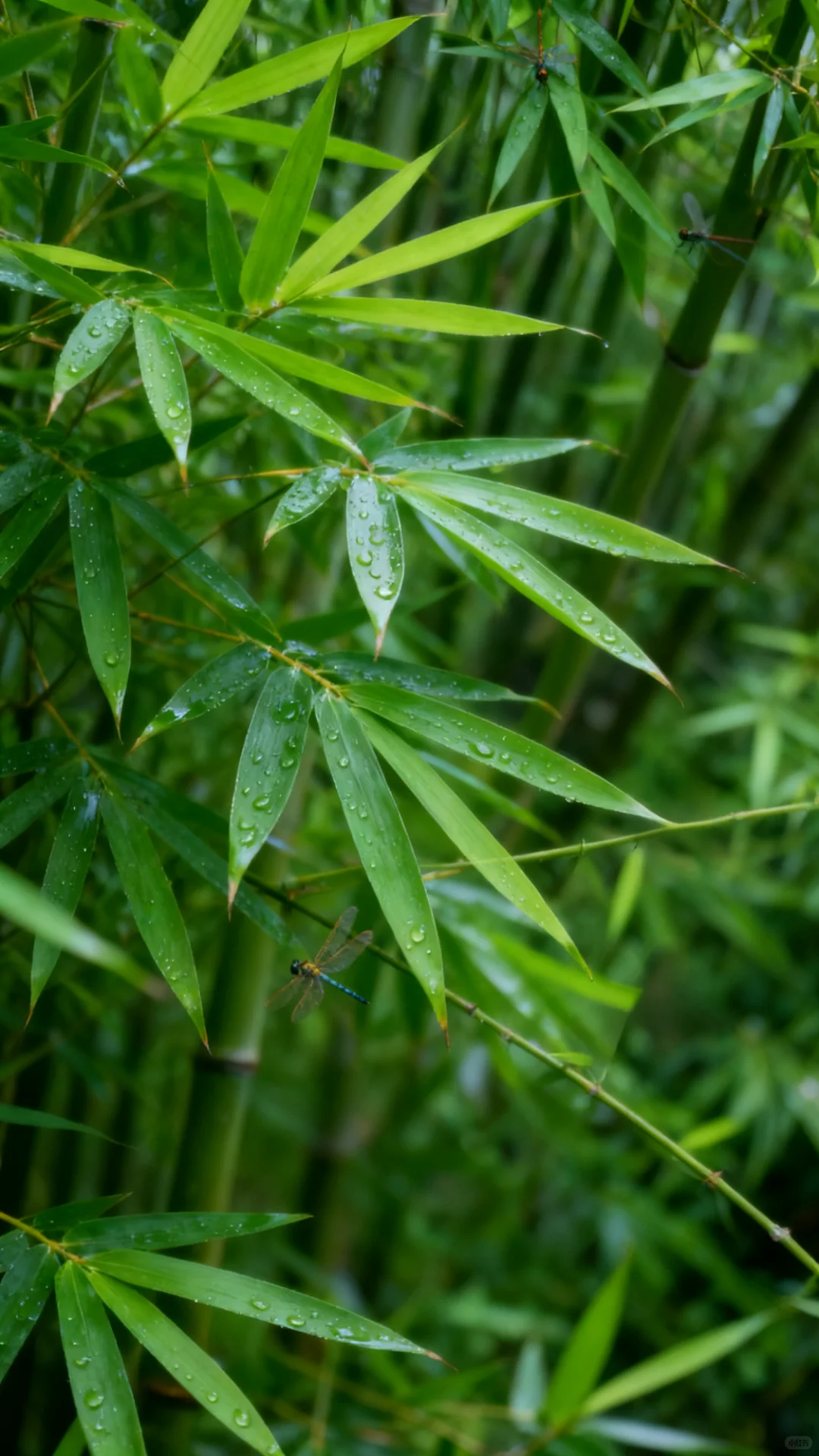 竹影婆娑，雨后竹叶清新如洗