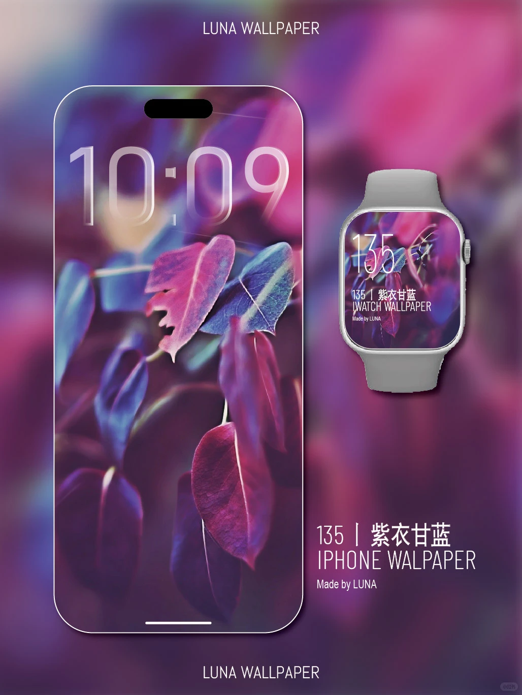 135丨紫衣甘蓝丨高清壁纸