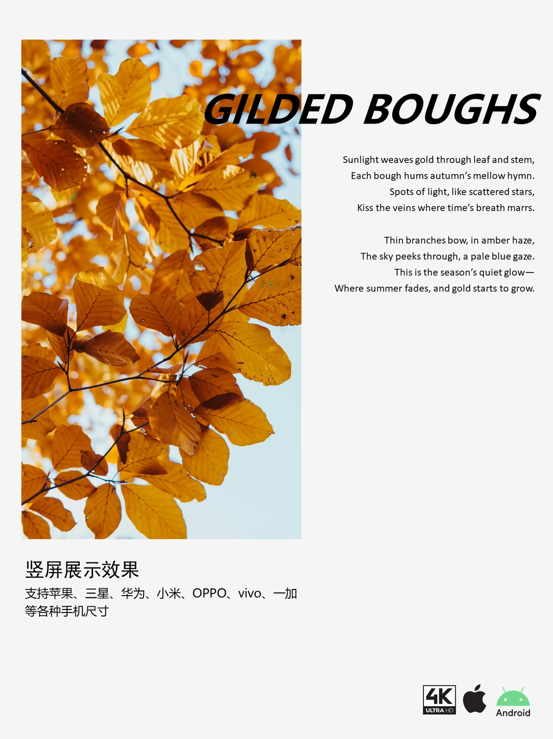 壁纸分享 | 简约ins风-金色枫叶