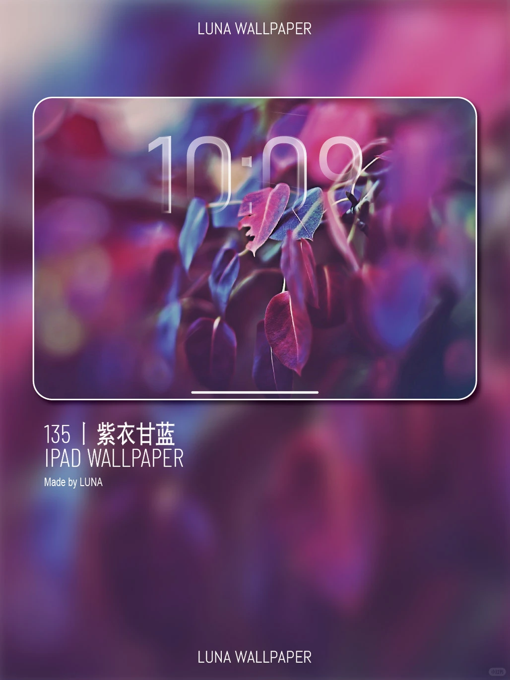 135丨紫衣甘蓝丨高清壁纸