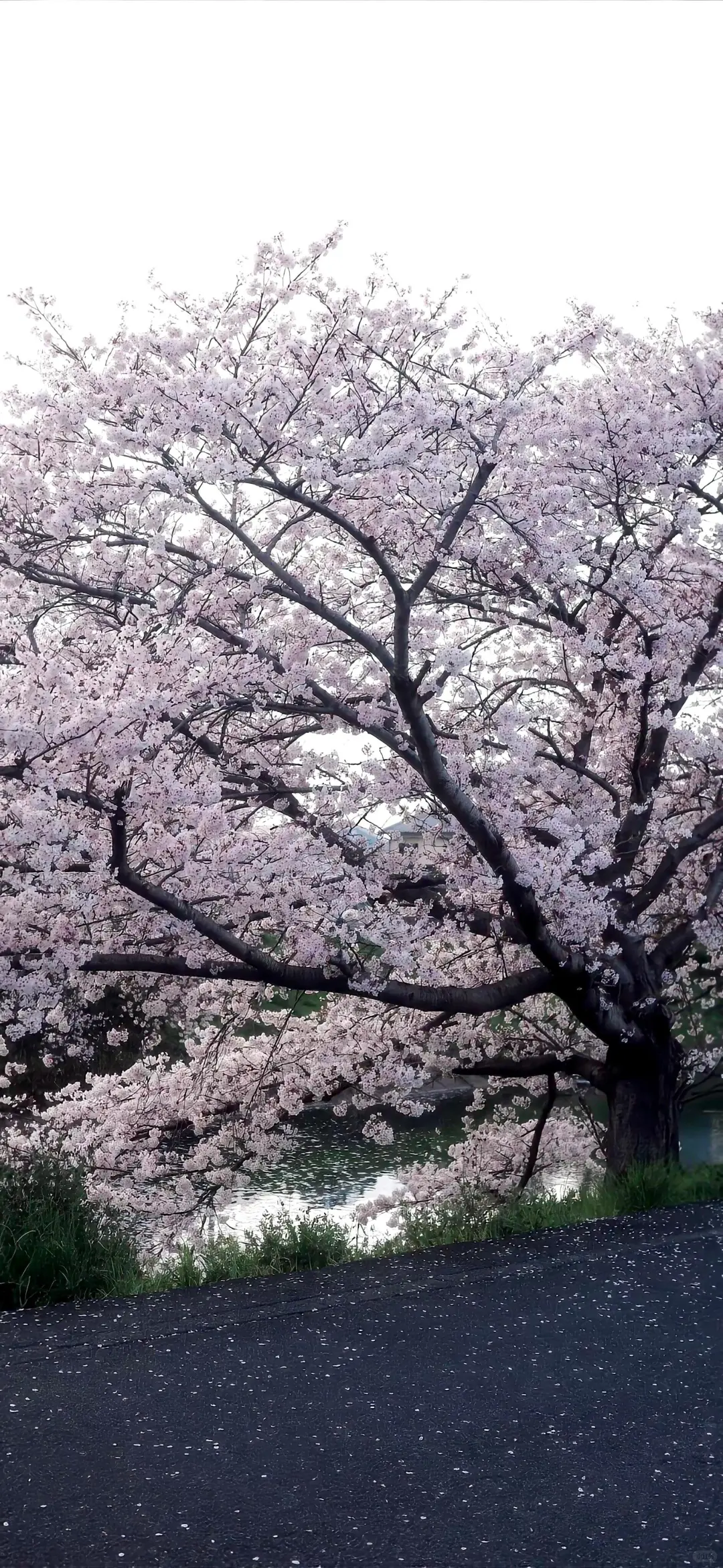 冬季来啦～快换上应景的壁纸吧❄️