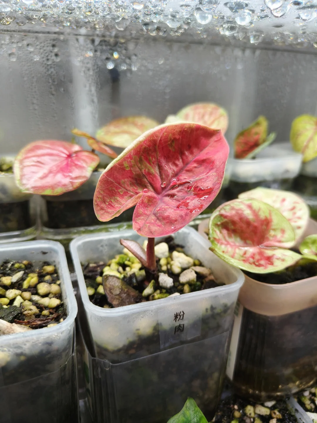 我宣布这个邪恶肉丝也很美