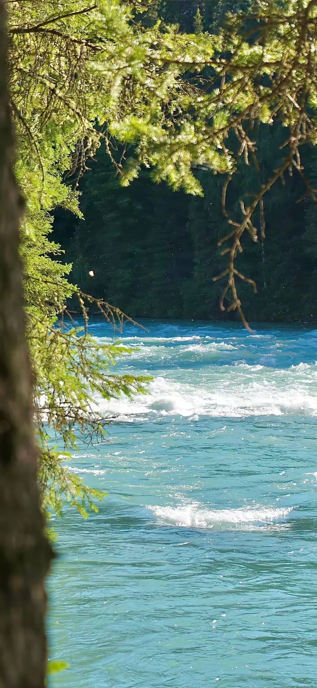 Green｜绿色系壁纸合集2️⃣