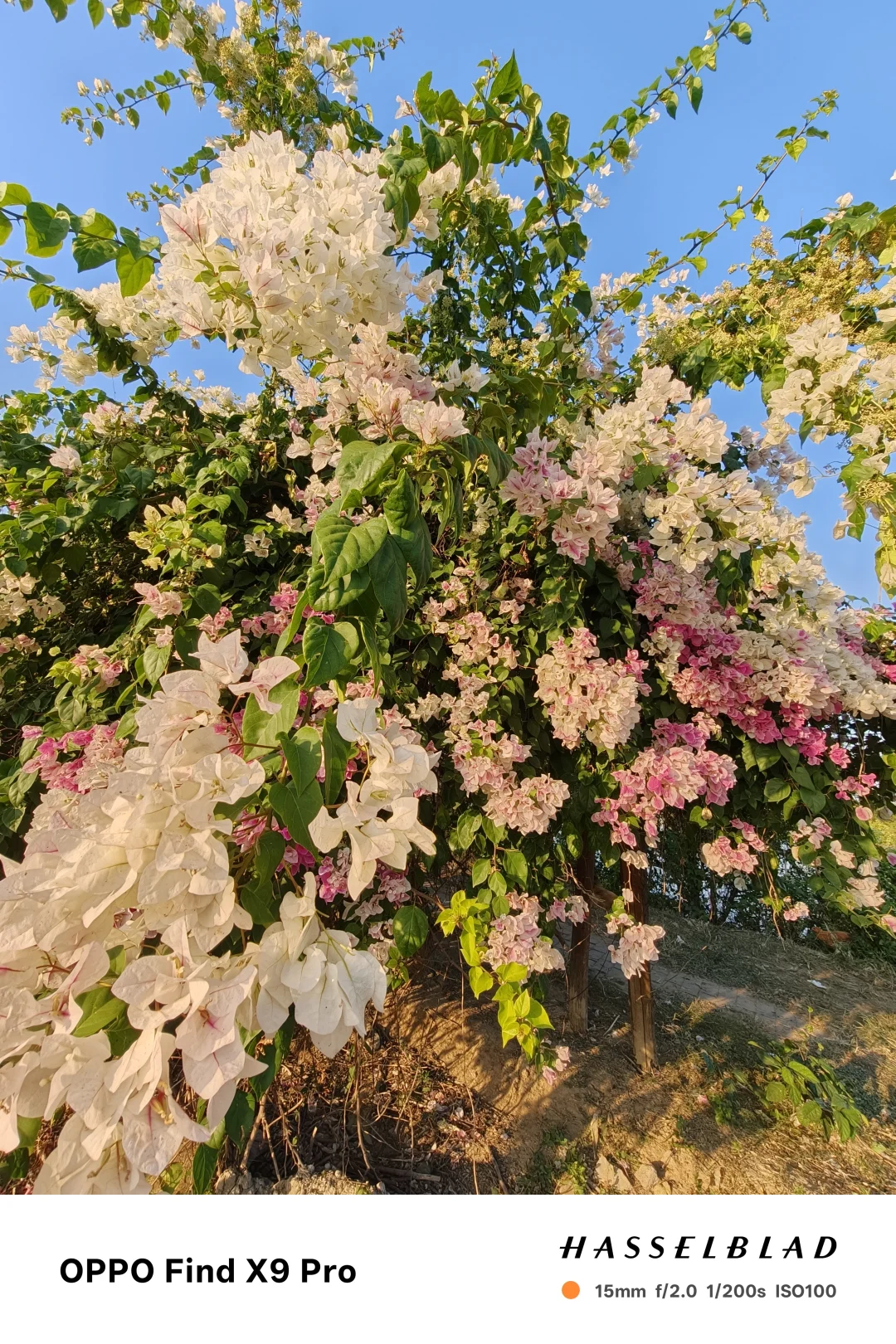 🍂被OPPO邀请来玩啦！这次是深秋露营局⛺️