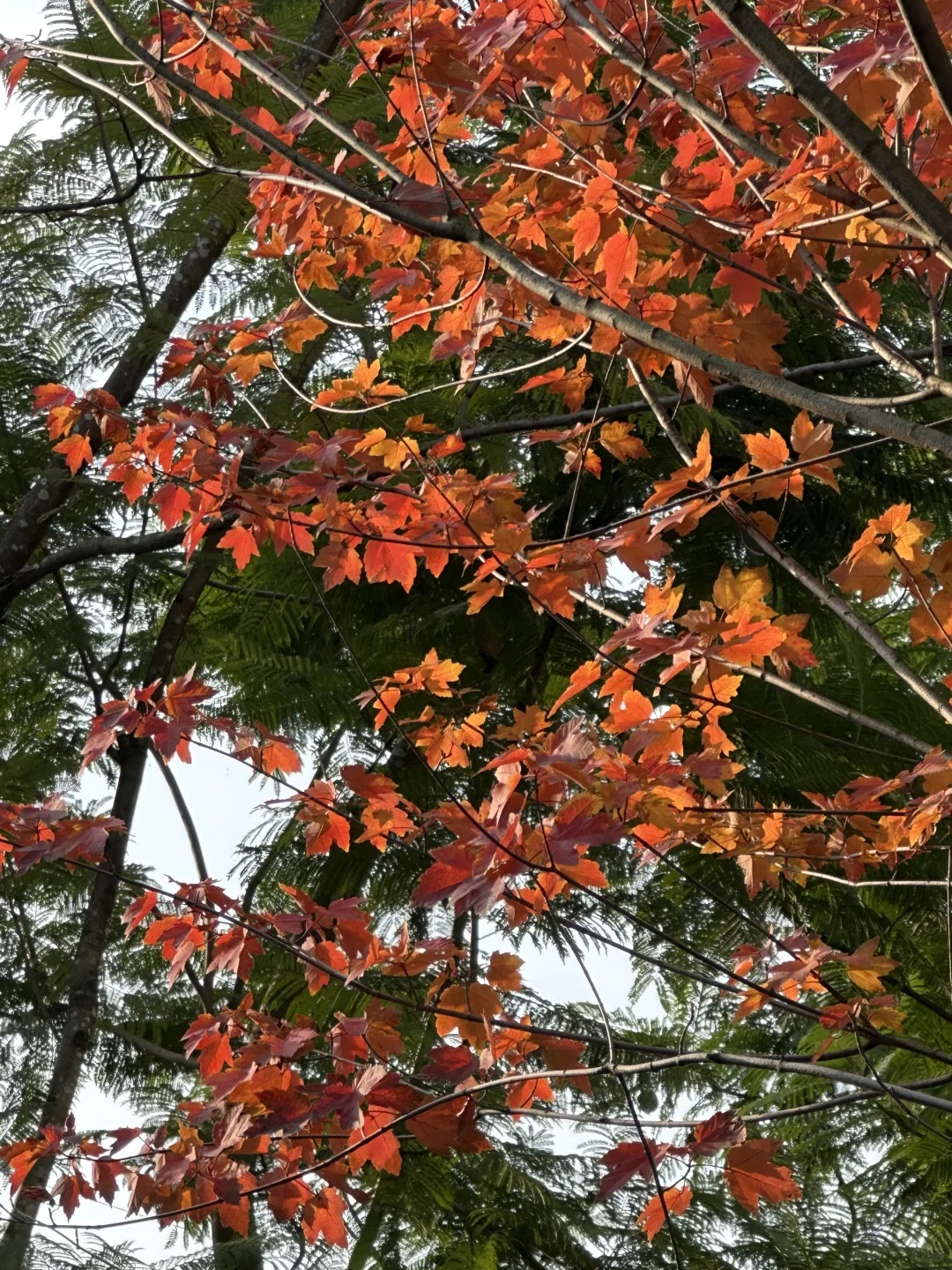 已练已开心已生活