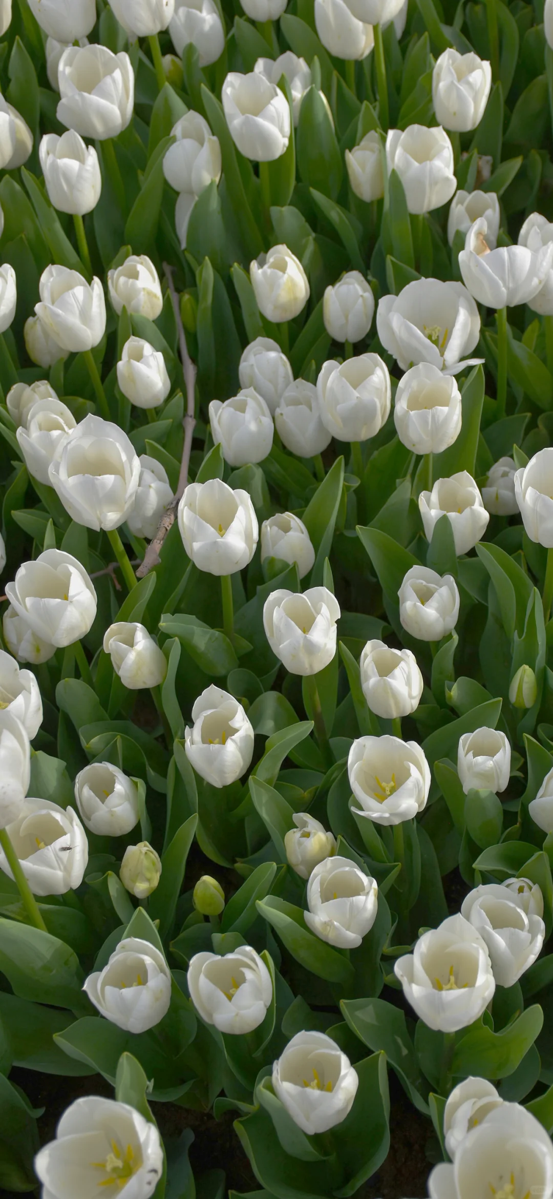 ins风小众氛围感壁纸分享•ᴥ•