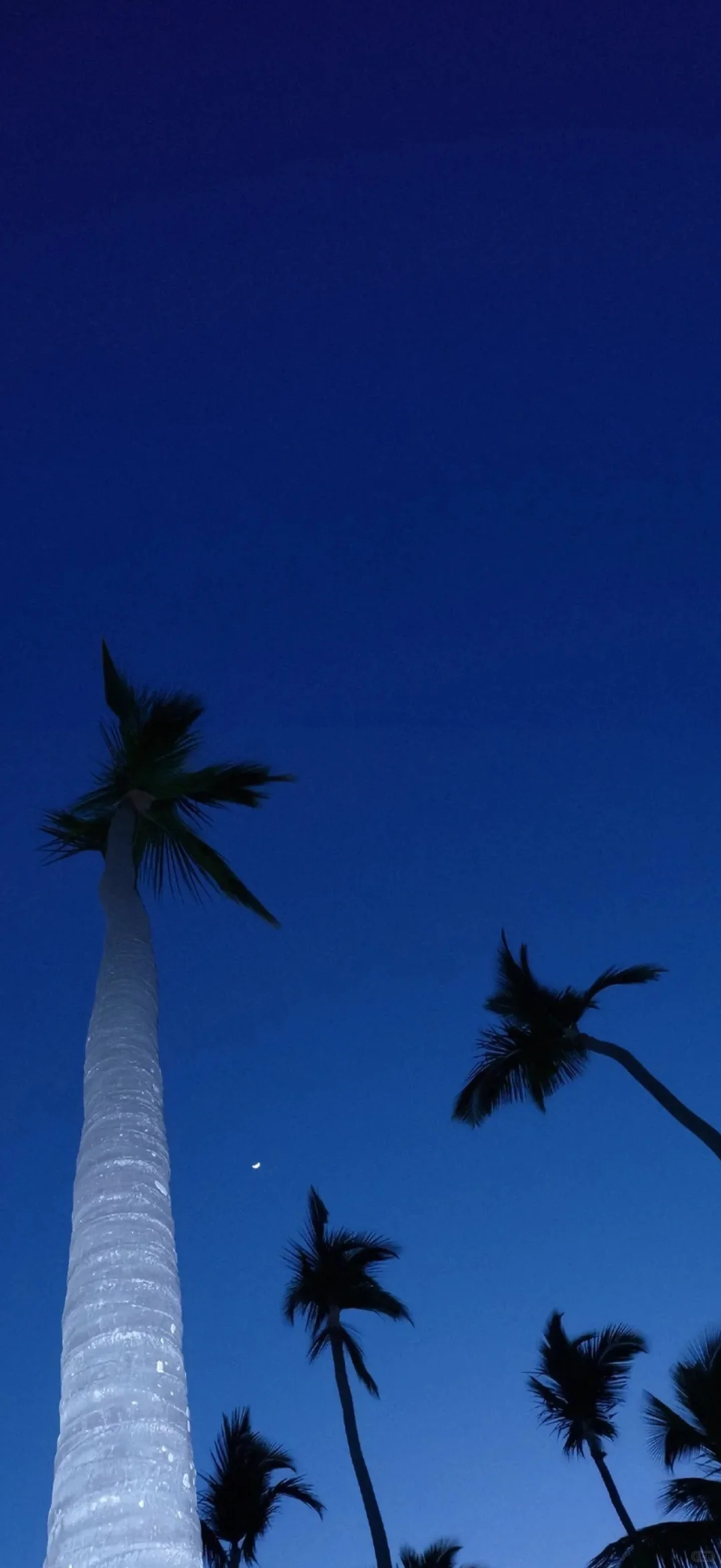 想你时风起 风起意难平