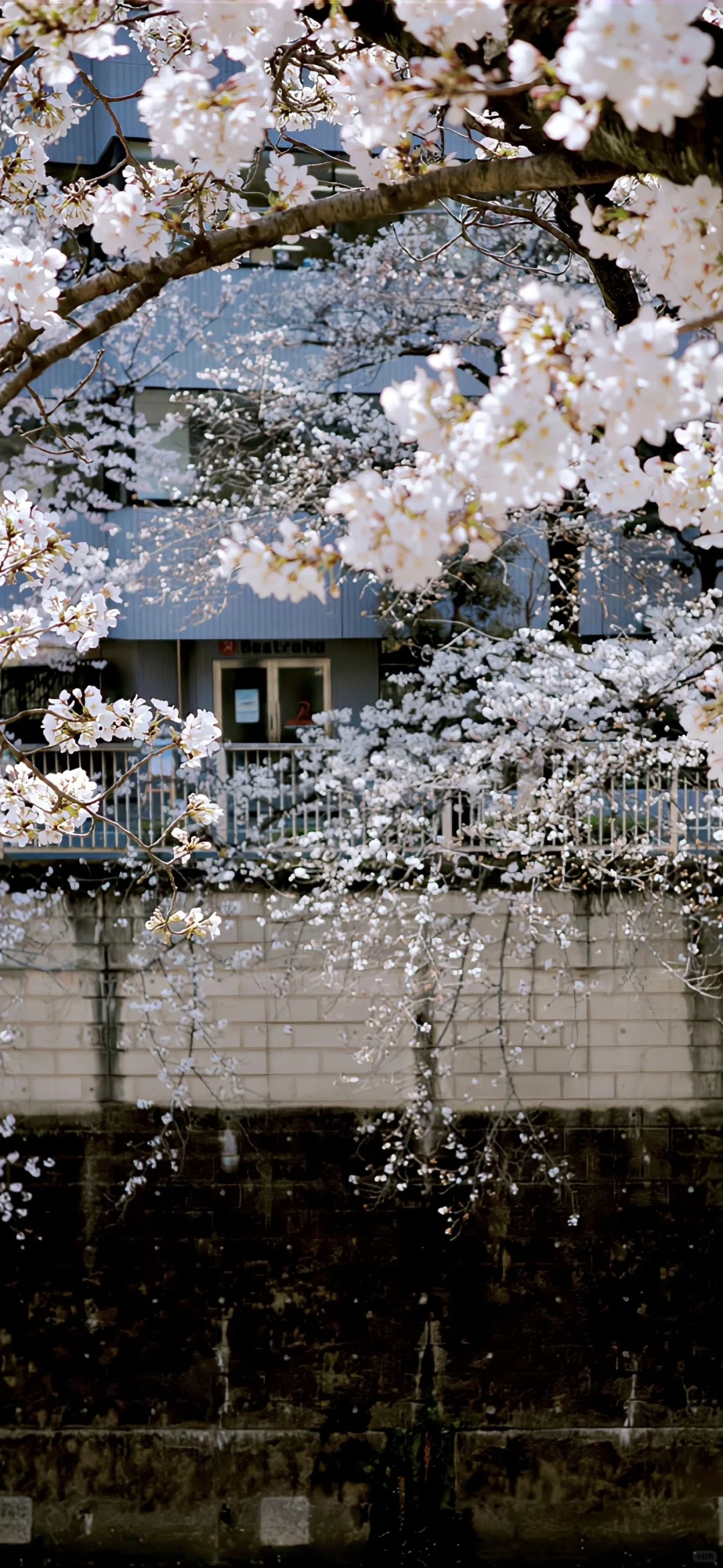 ins小众高级感手机壁纸🥰