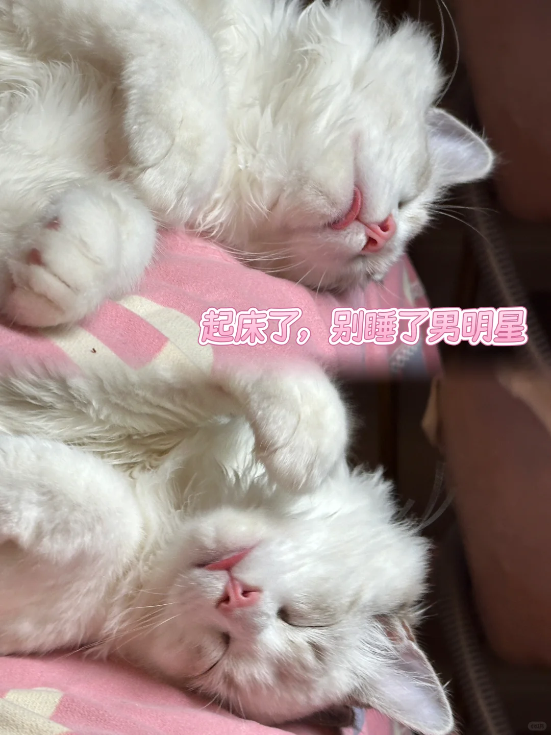 你温柔小姨姐也是漂亮女神pdd哈基咪之巅