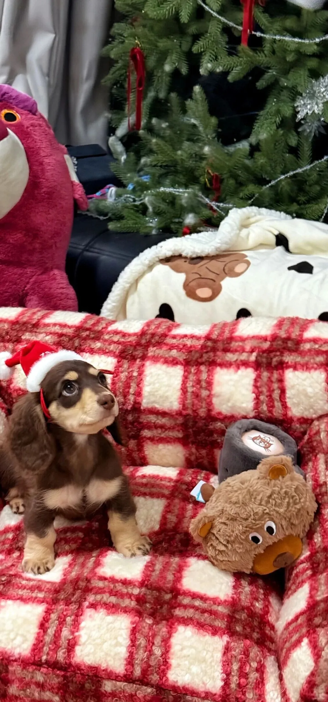 | 276 | 圣诞壁纸