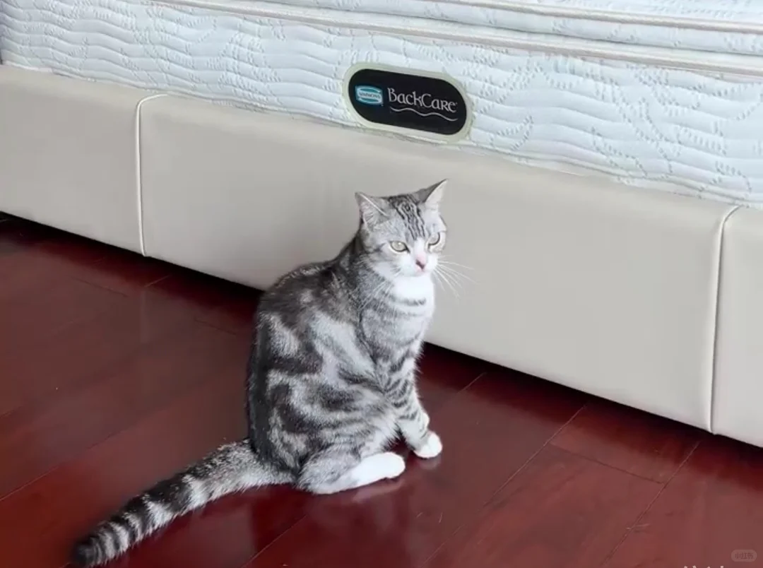 Simmons席梦思15年铁粉告诉你的事