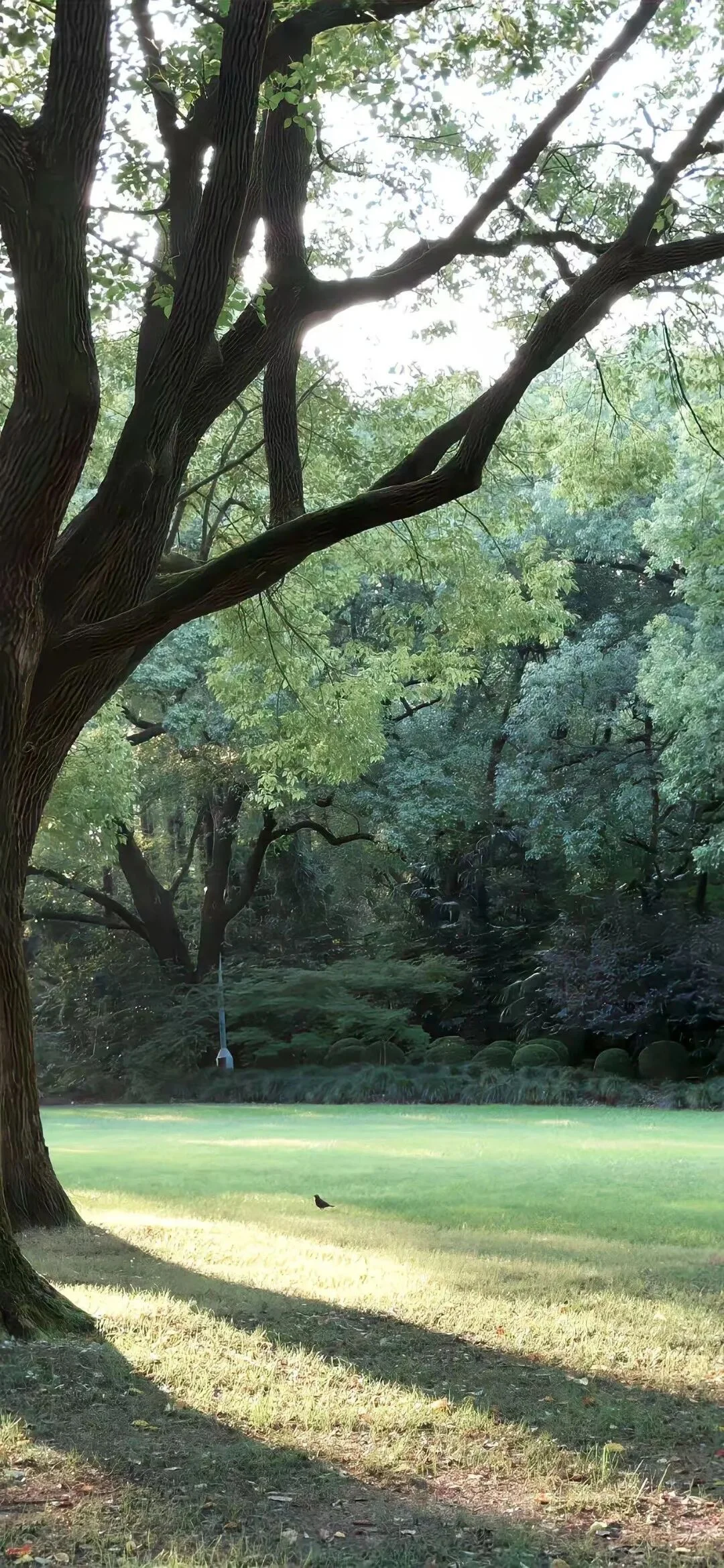 Green｜绿色系壁纸合集2️⃣