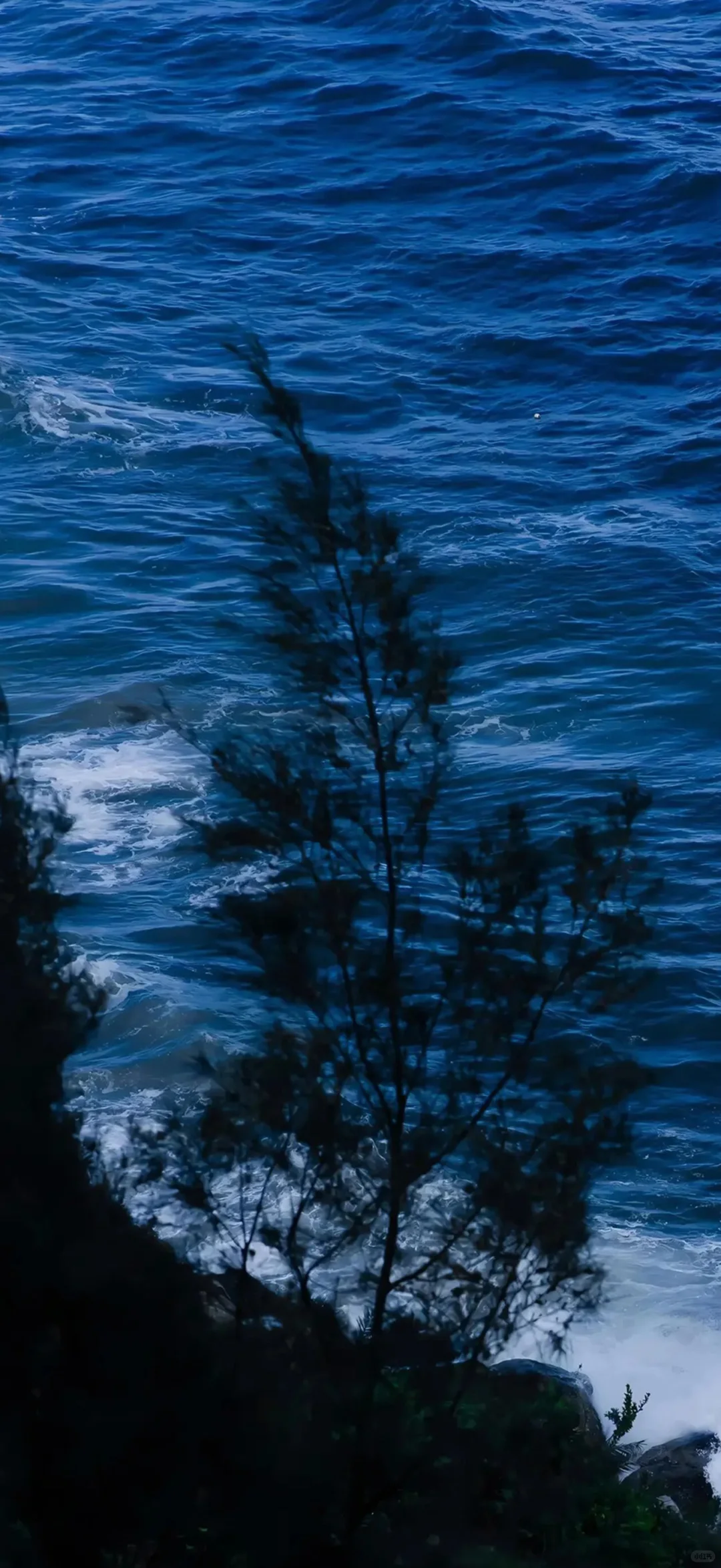 想你时风起 风起意难平