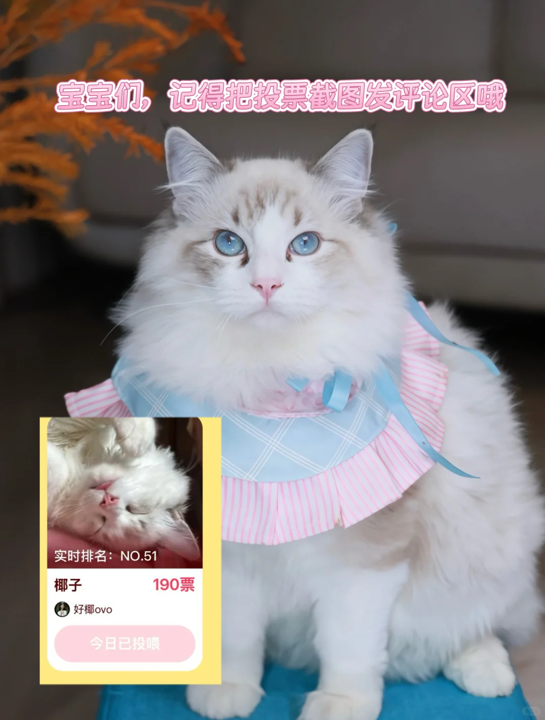 你温柔小姨姐也是漂亮女神pdd哈基咪之巅