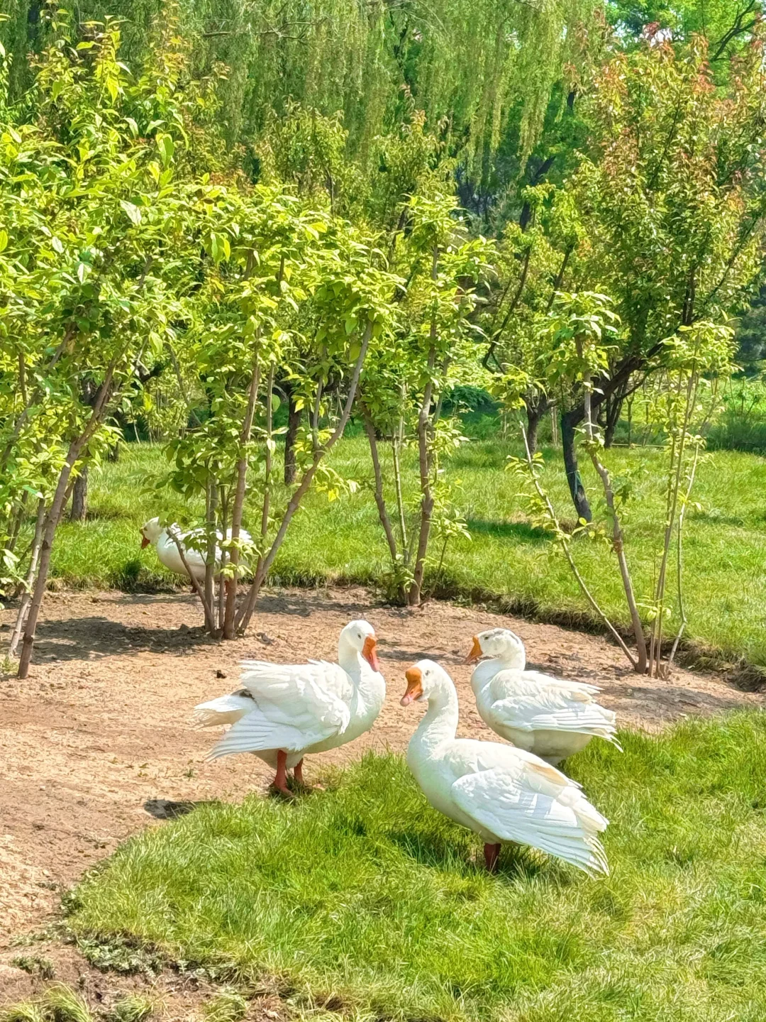 ☀️🍃我在阳光下往返于春天𓂃⟡