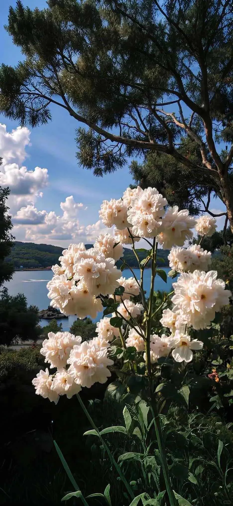 小众质感iPhone壁纸！！