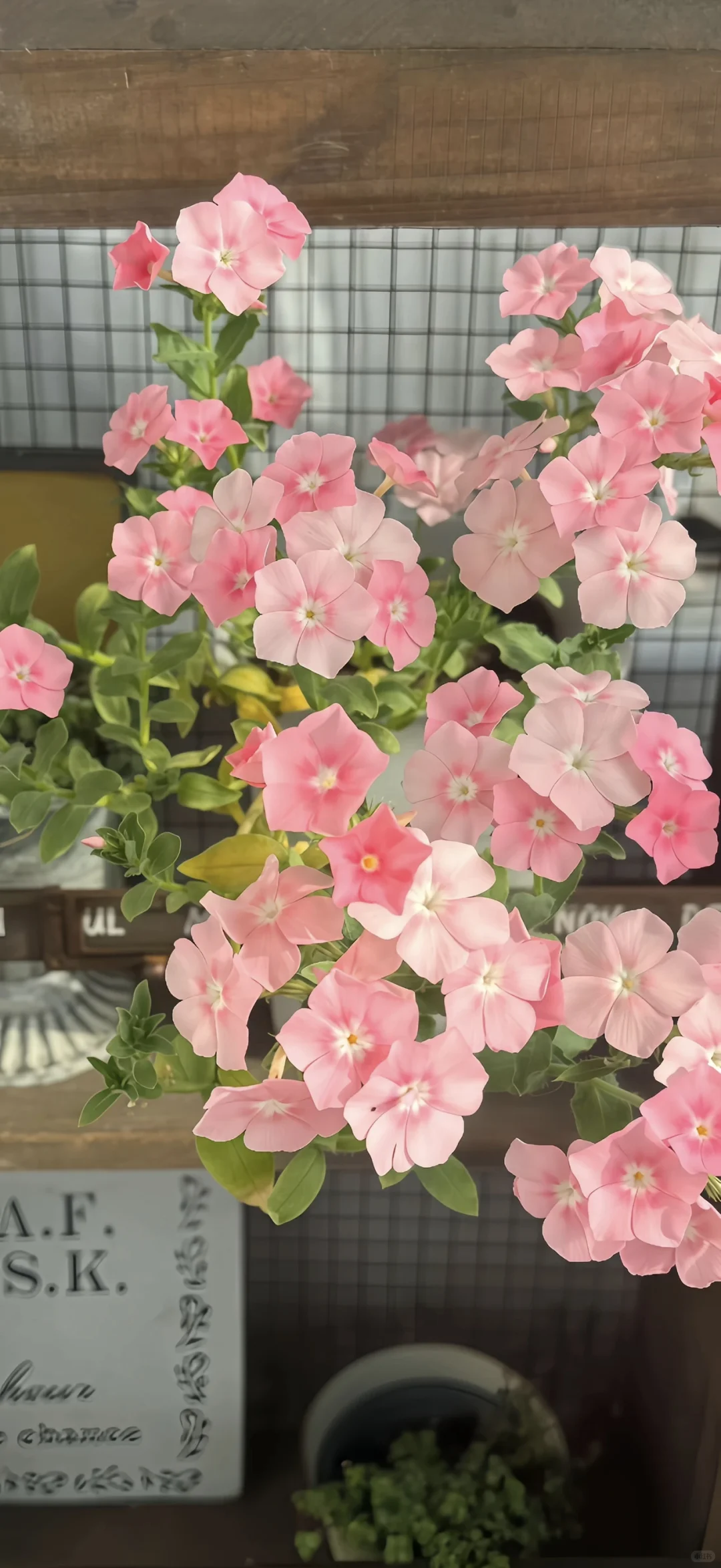 ins风小众氛围感壁纸分享:-$