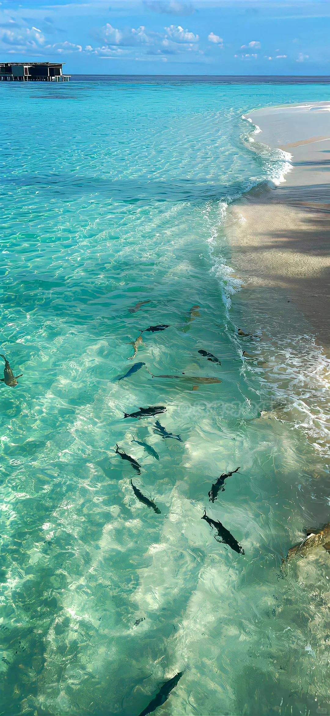 ˢᴴᴬᴿᴱ｜壁纸分享