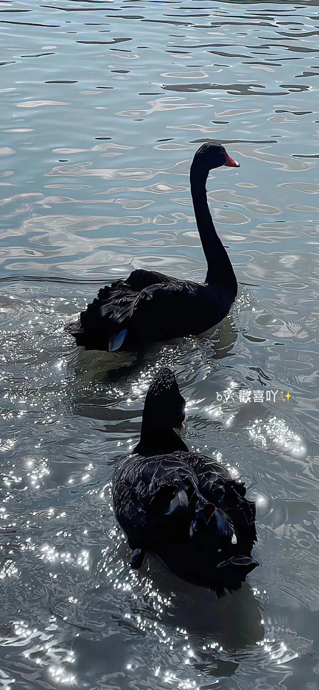 𝙨𝙝𝙖𝙧𝙚｜𝙞𝙣𝙨小众高级感手机壁纸📱