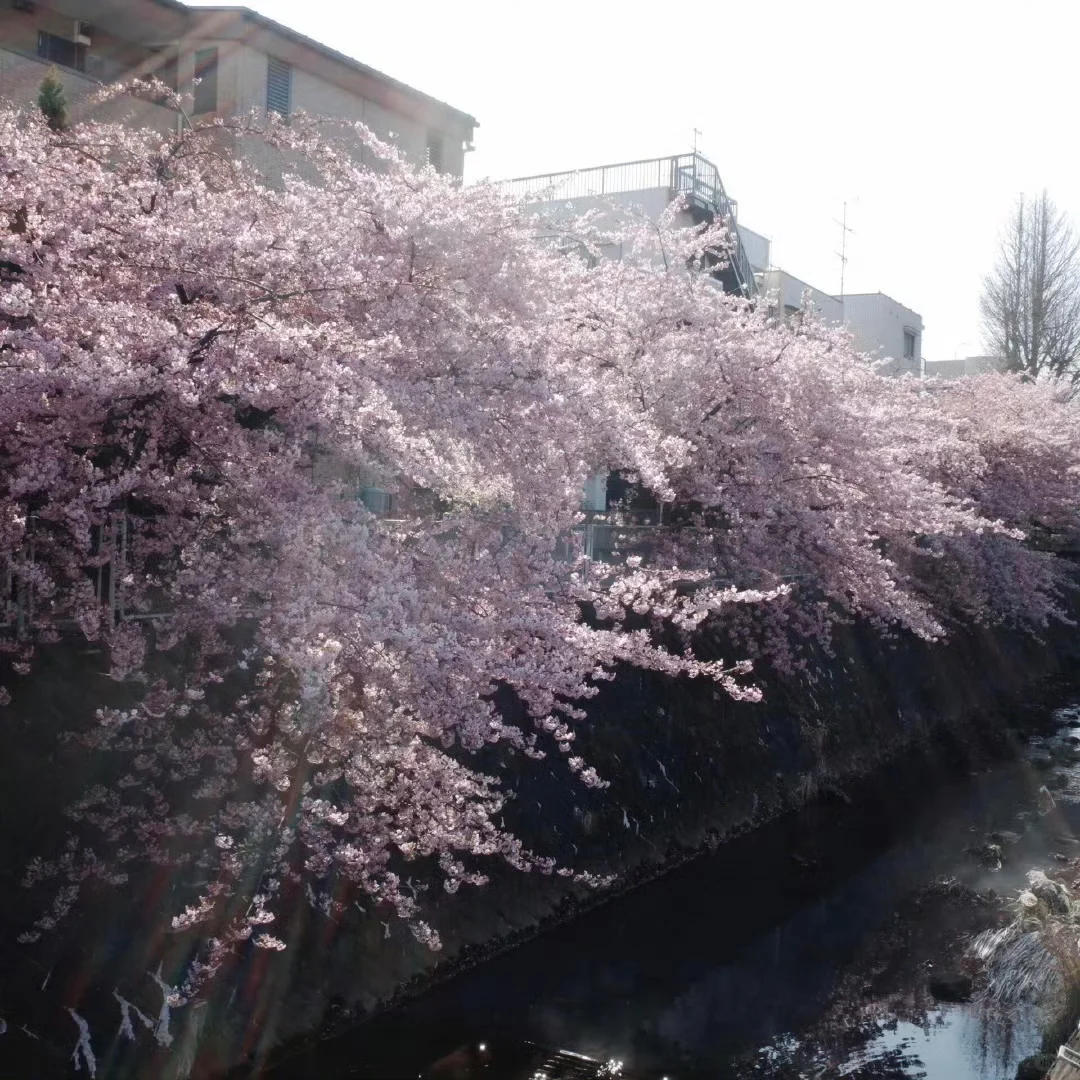 聊天背景 手机壁纸 朋友圈背景图