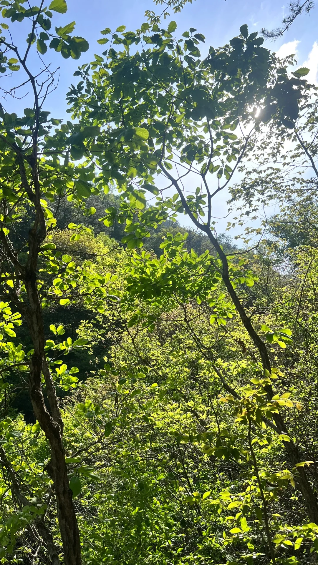 天气好好 进山吸吸氧🍃