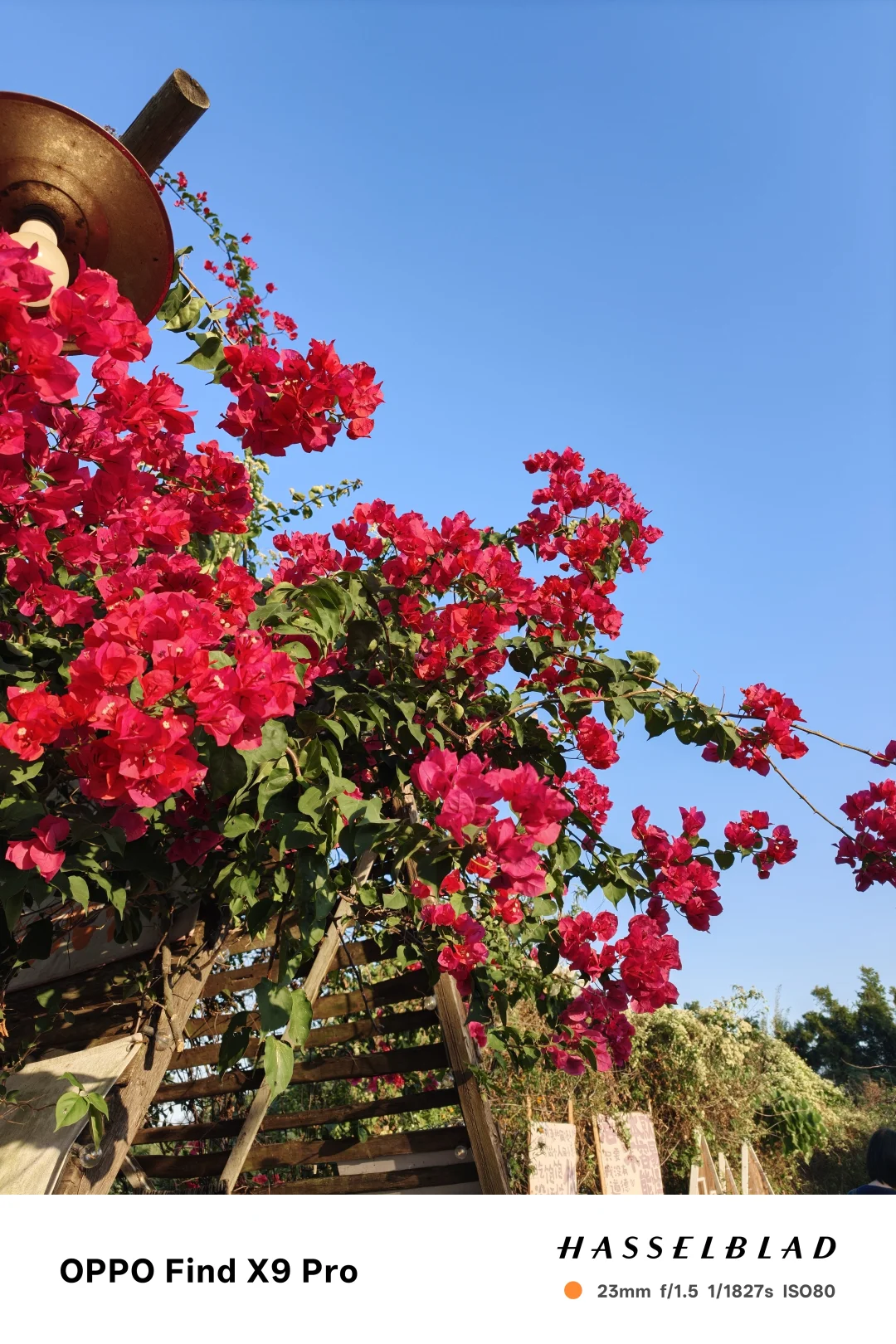 🍂被OPPO邀请来玩啦！这次是深秋露营局⛺️