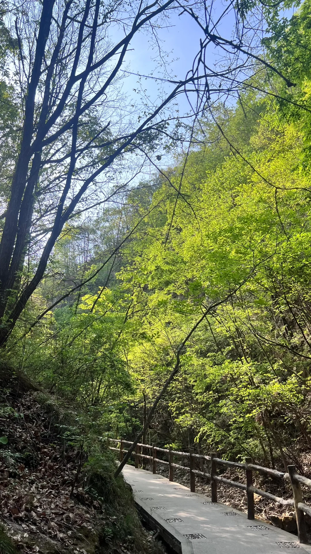 天气好好 进山吸吸氧🍃