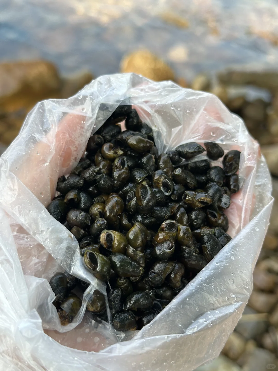 摘野果摸螺丝，我懂了祖先的爽🪺🍄野心友好