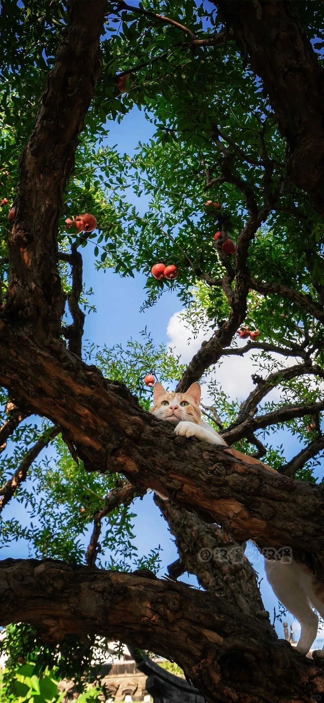 ˢᴴᴬᴿᴱ｜壁纸分享