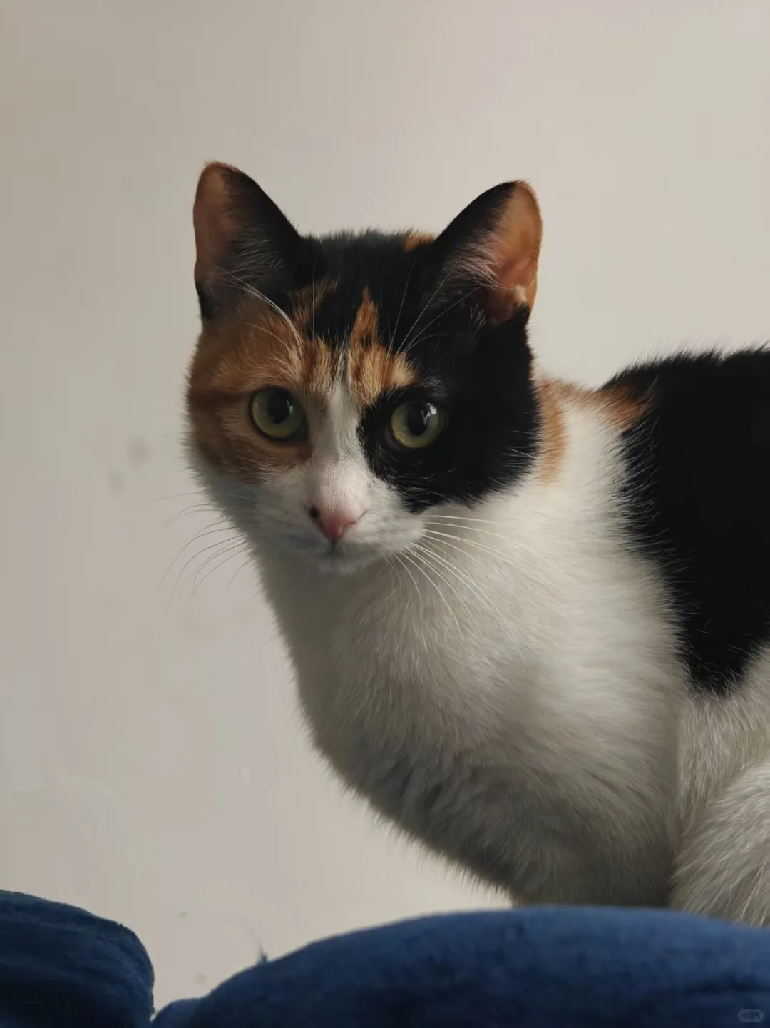 拒绝科技与狠活，就要这看得见的肉丝！