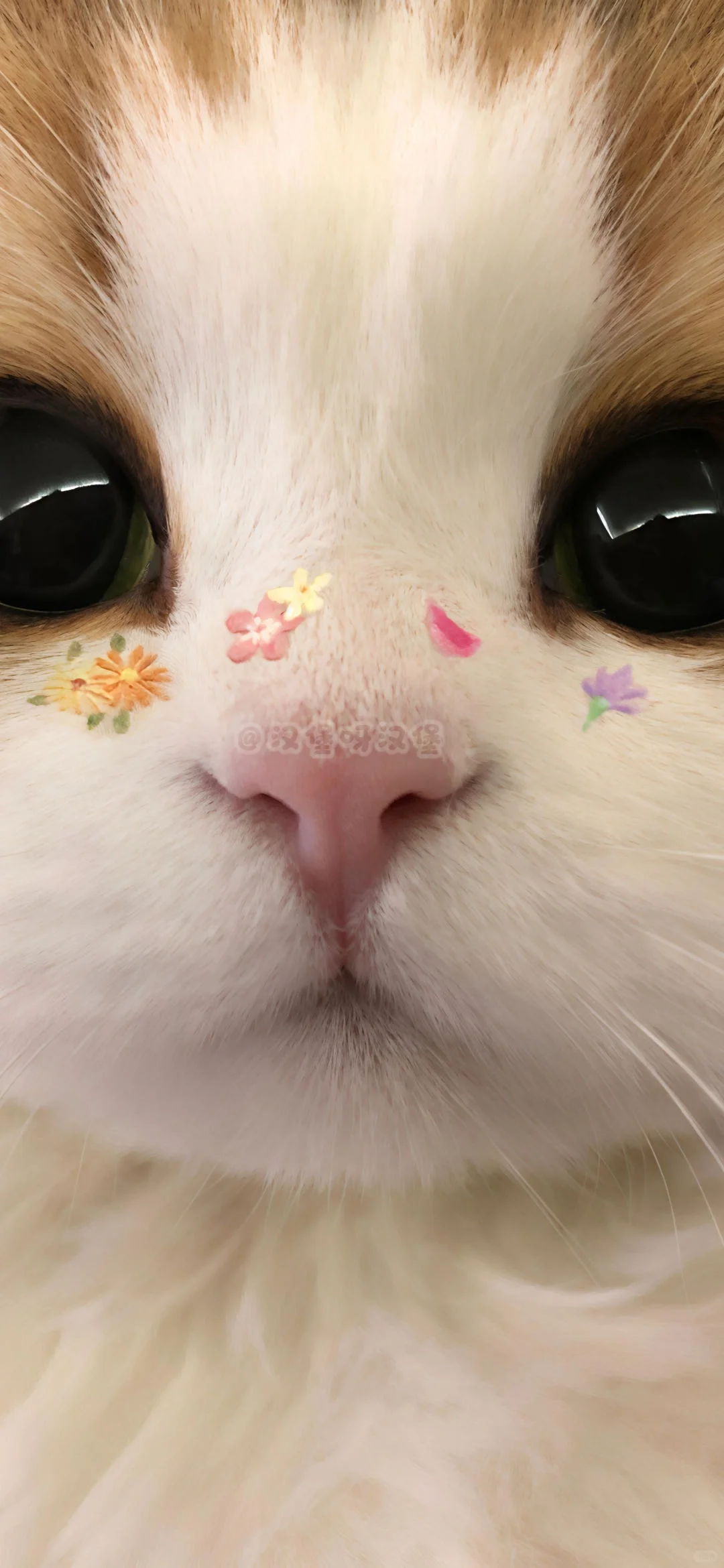 ˢᴴᴬᴿᴱ｜壁纸分享