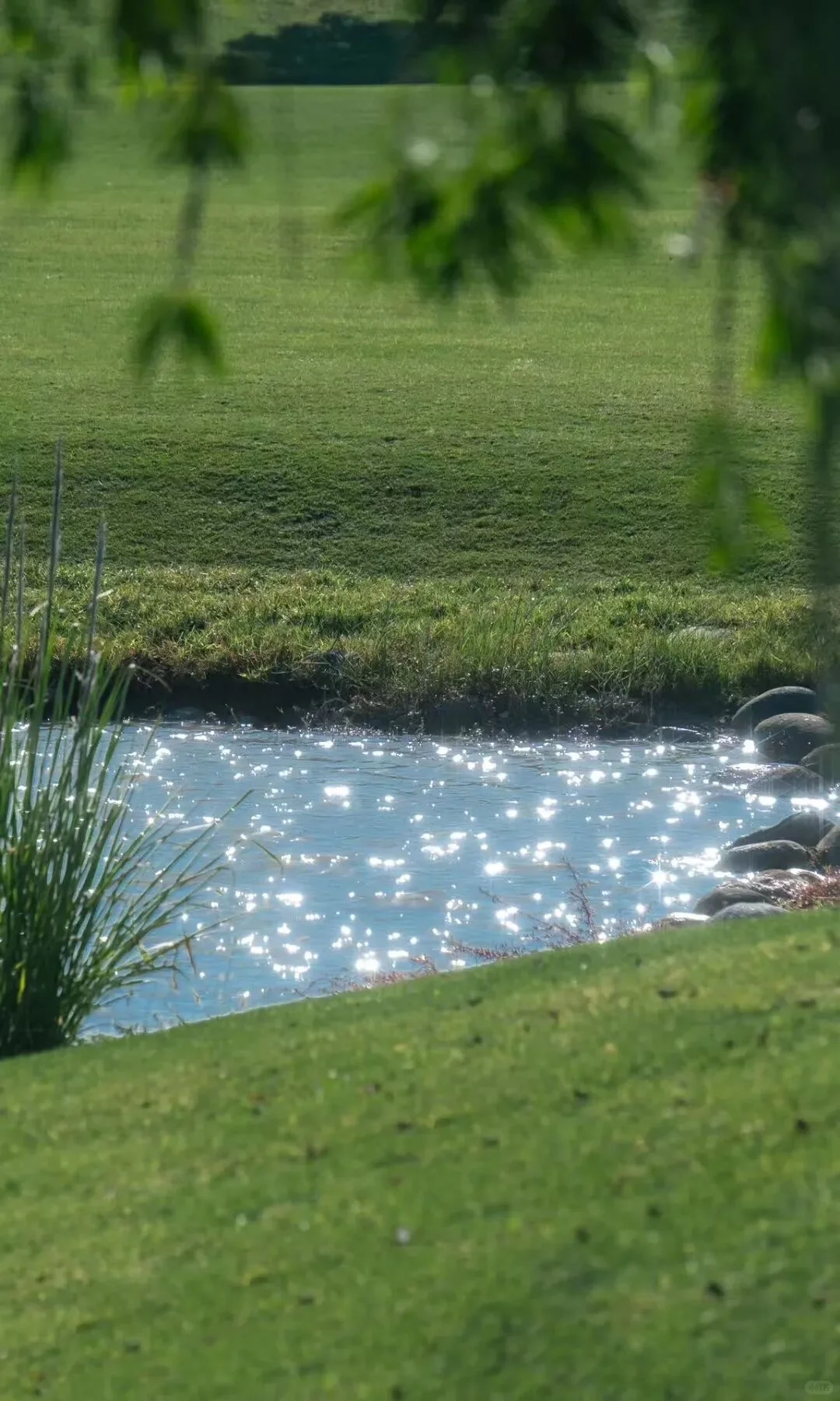 Green｜绿色系壁纸合集2️⃣