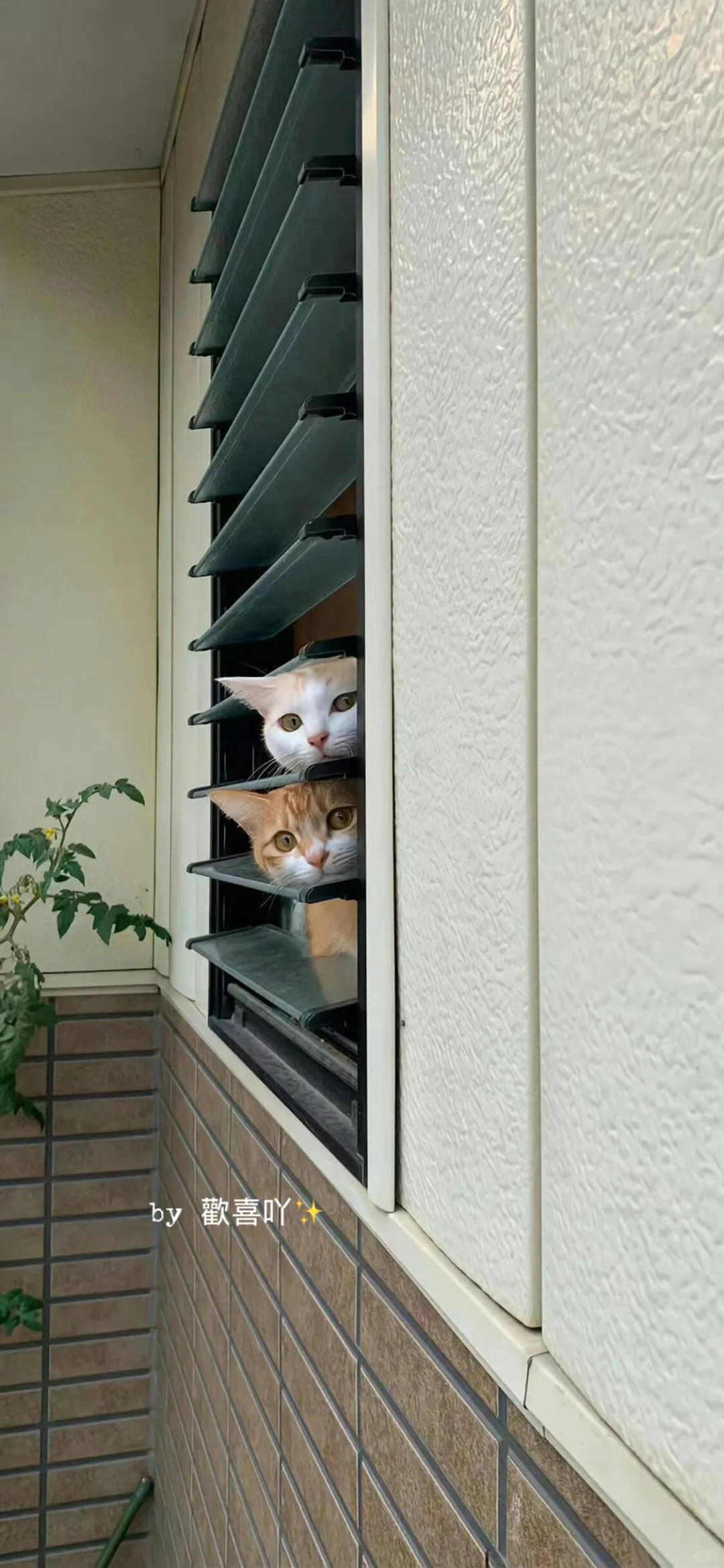 𝙨𝙝𝙖𝙧𝙚｜𝙞𝙣𝙨小众高级感手机壁纸📱