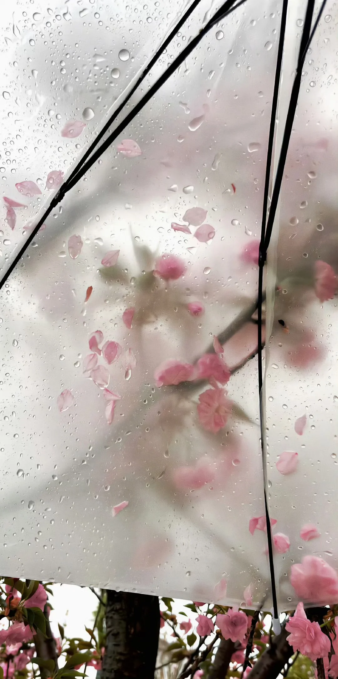 聊天背景 手机壁纸 朋友圈背景图