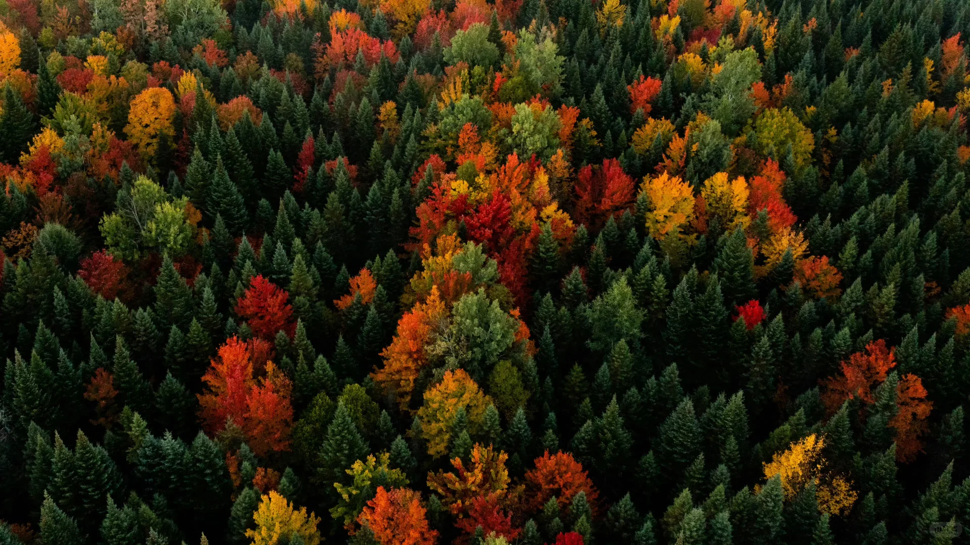 20251124电脑壁纸｜ipd壁纸绝绝子～