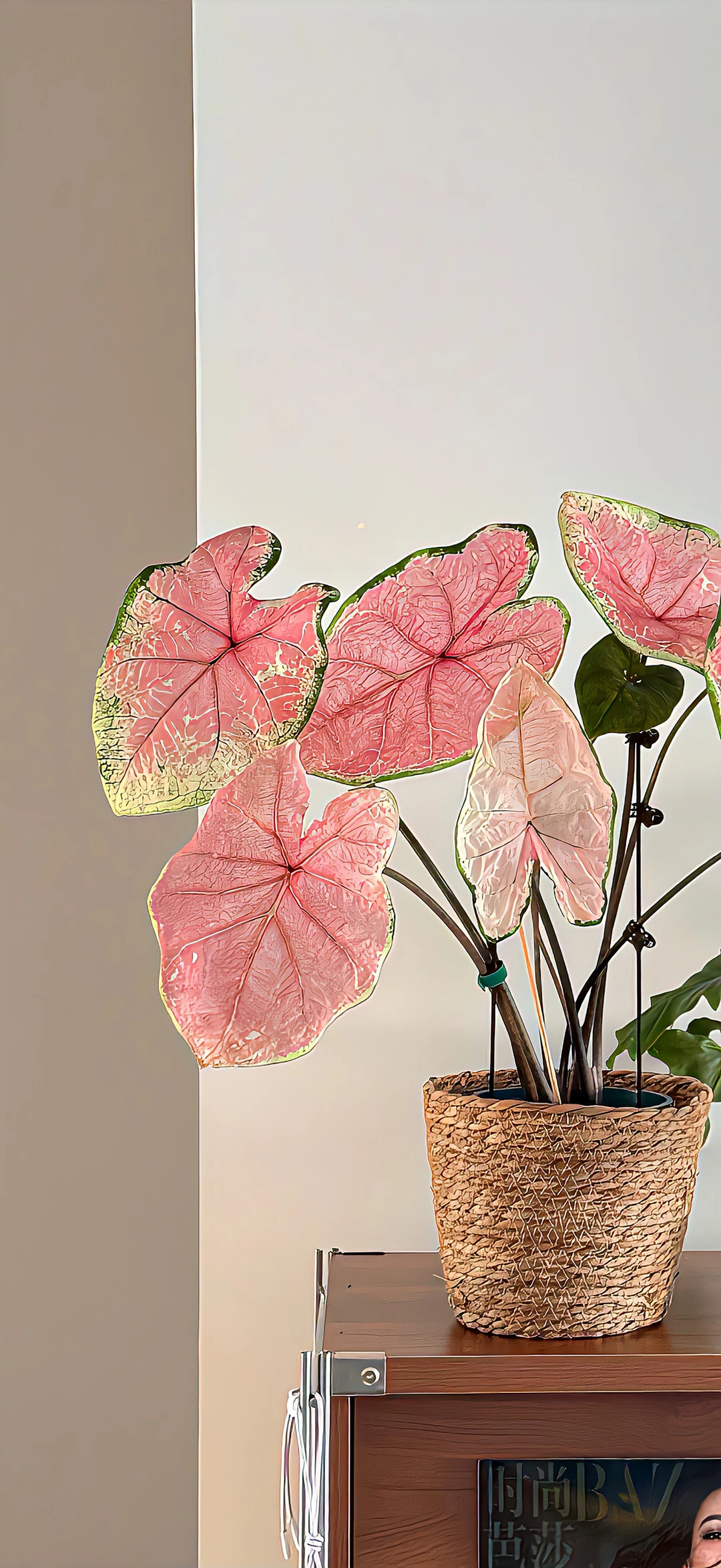 今日份壁纸｜小众高级感壁纸