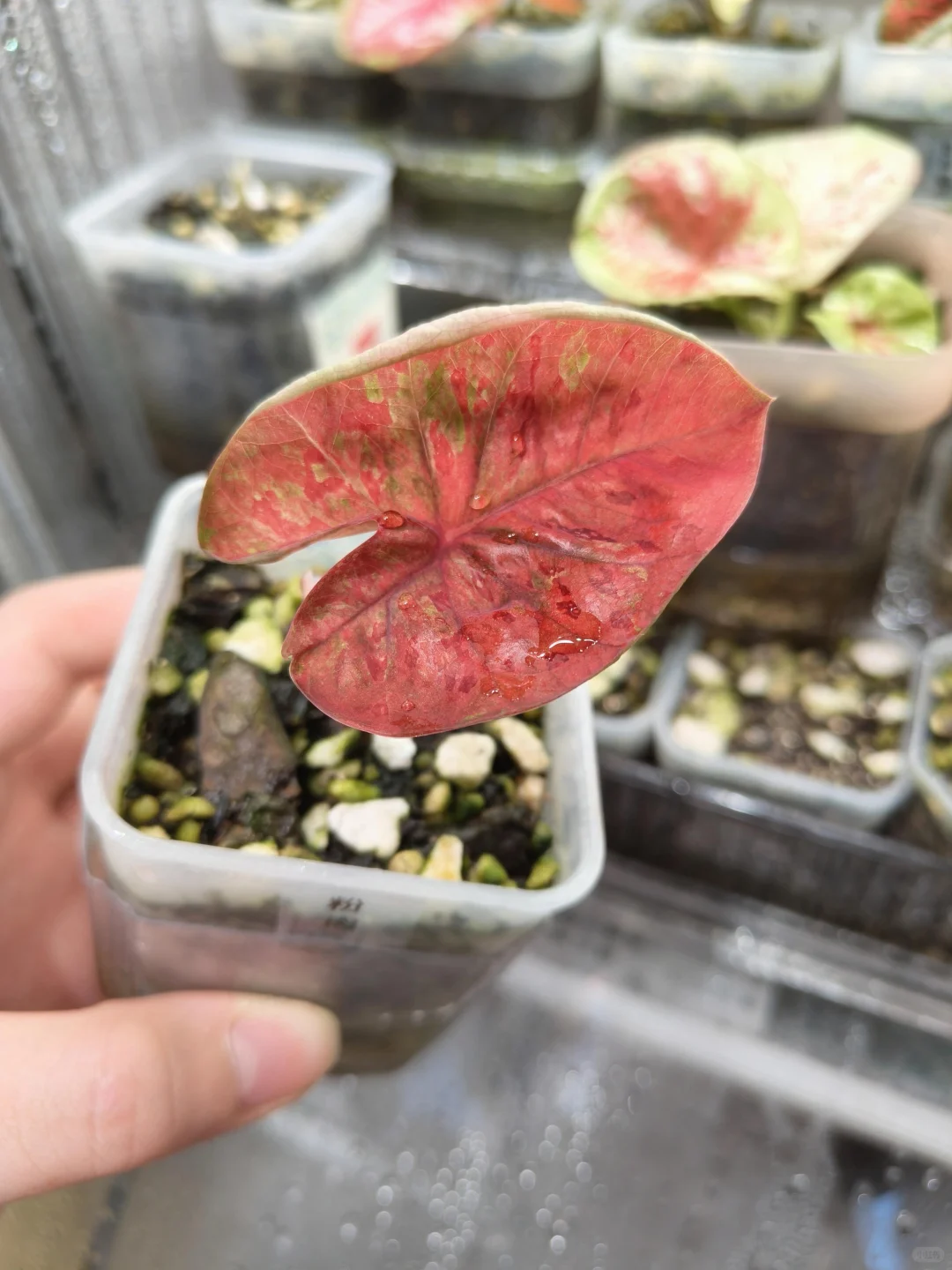 我宣布这个邪恶肉丝也很美