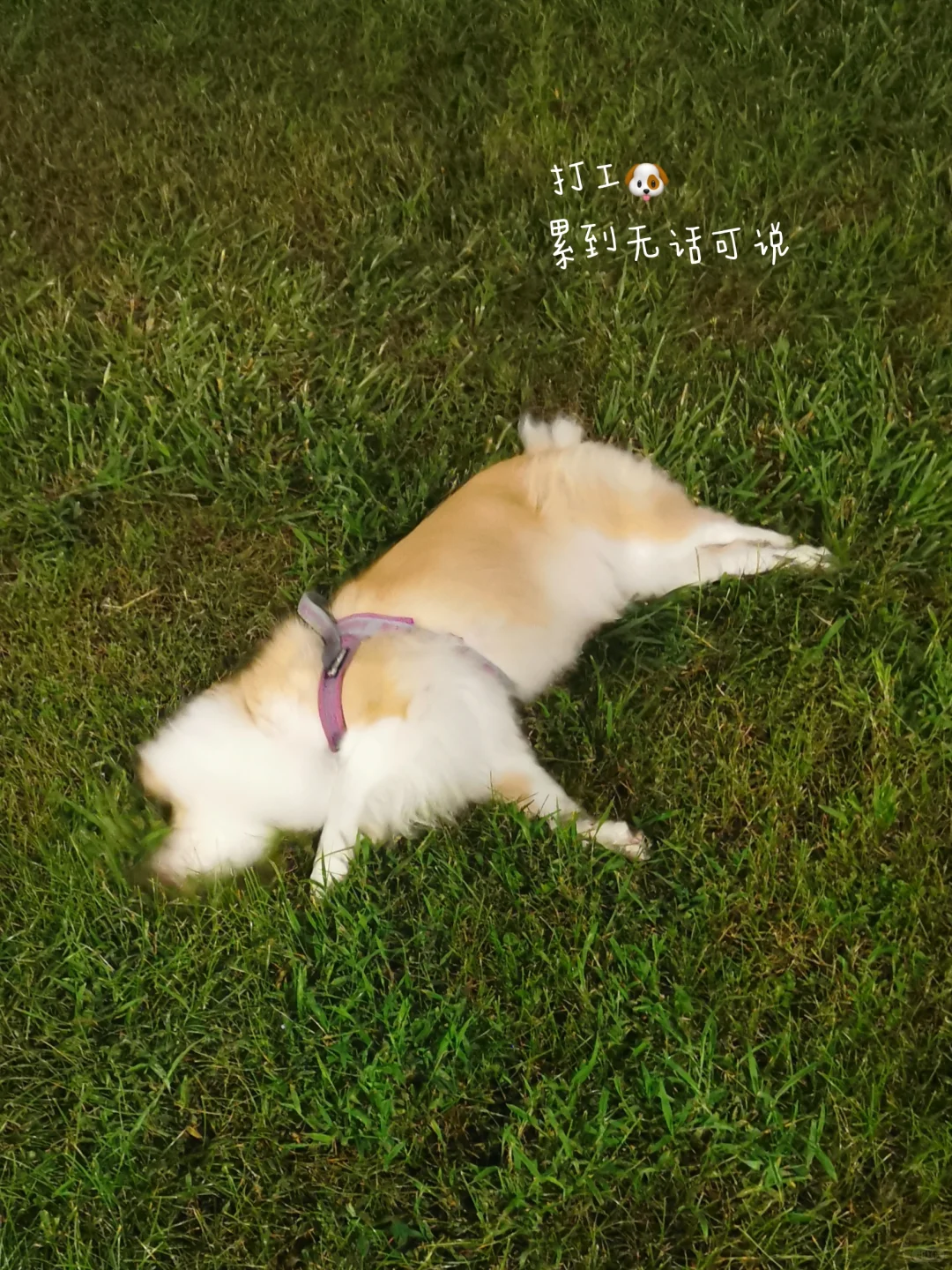 日常分享|30岁熟女的松弛感✨