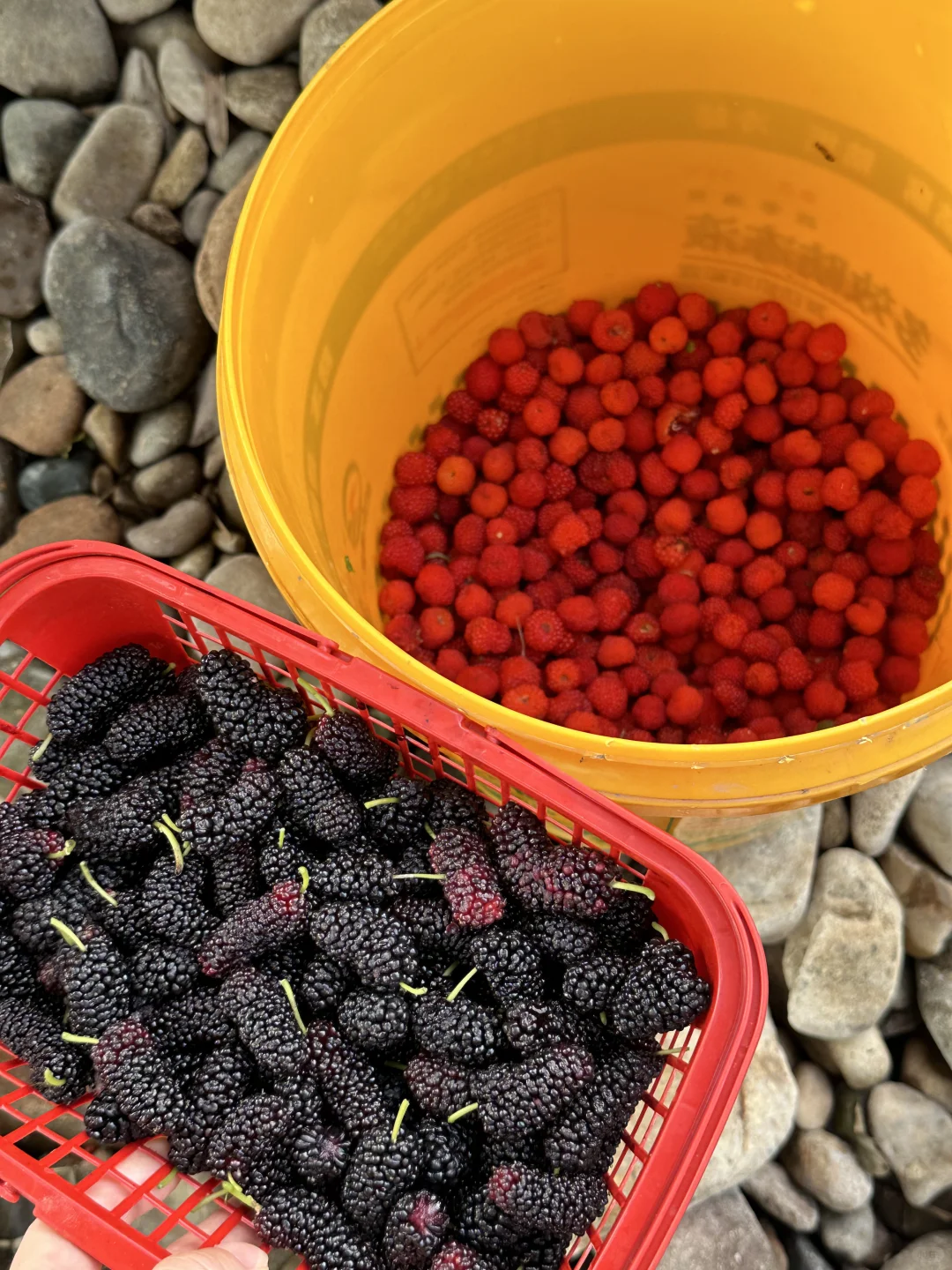 摘野果摸螺丝，我懂了祖先的爽🪺🍄野心友好
