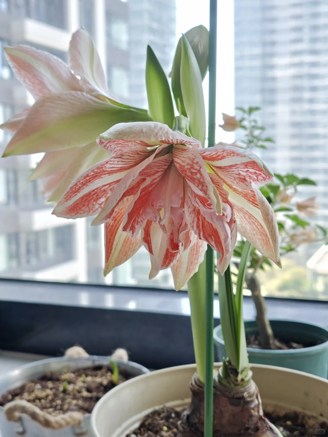 无敌漂亮大朱顶红！