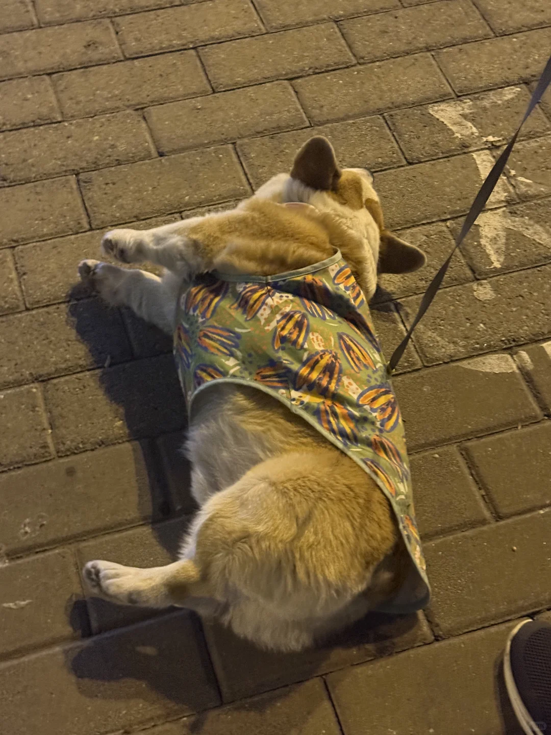 他笑的时候我的心都要化了