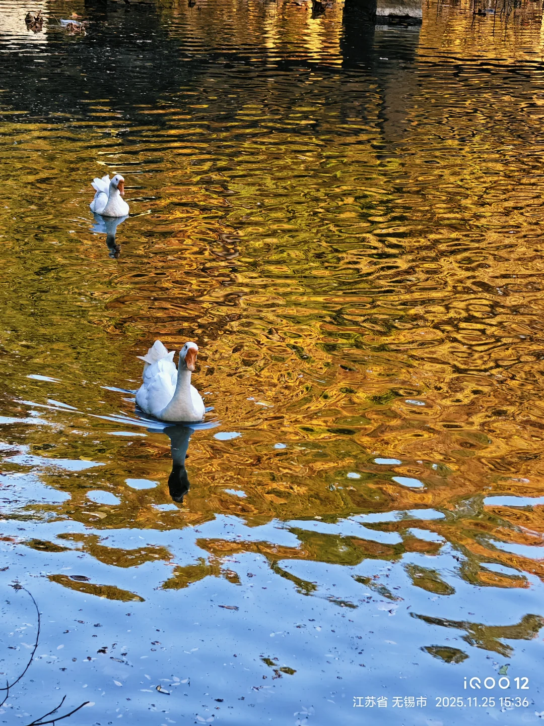 白毛浮绿水，红掌拨清波，天平山秋景美如画