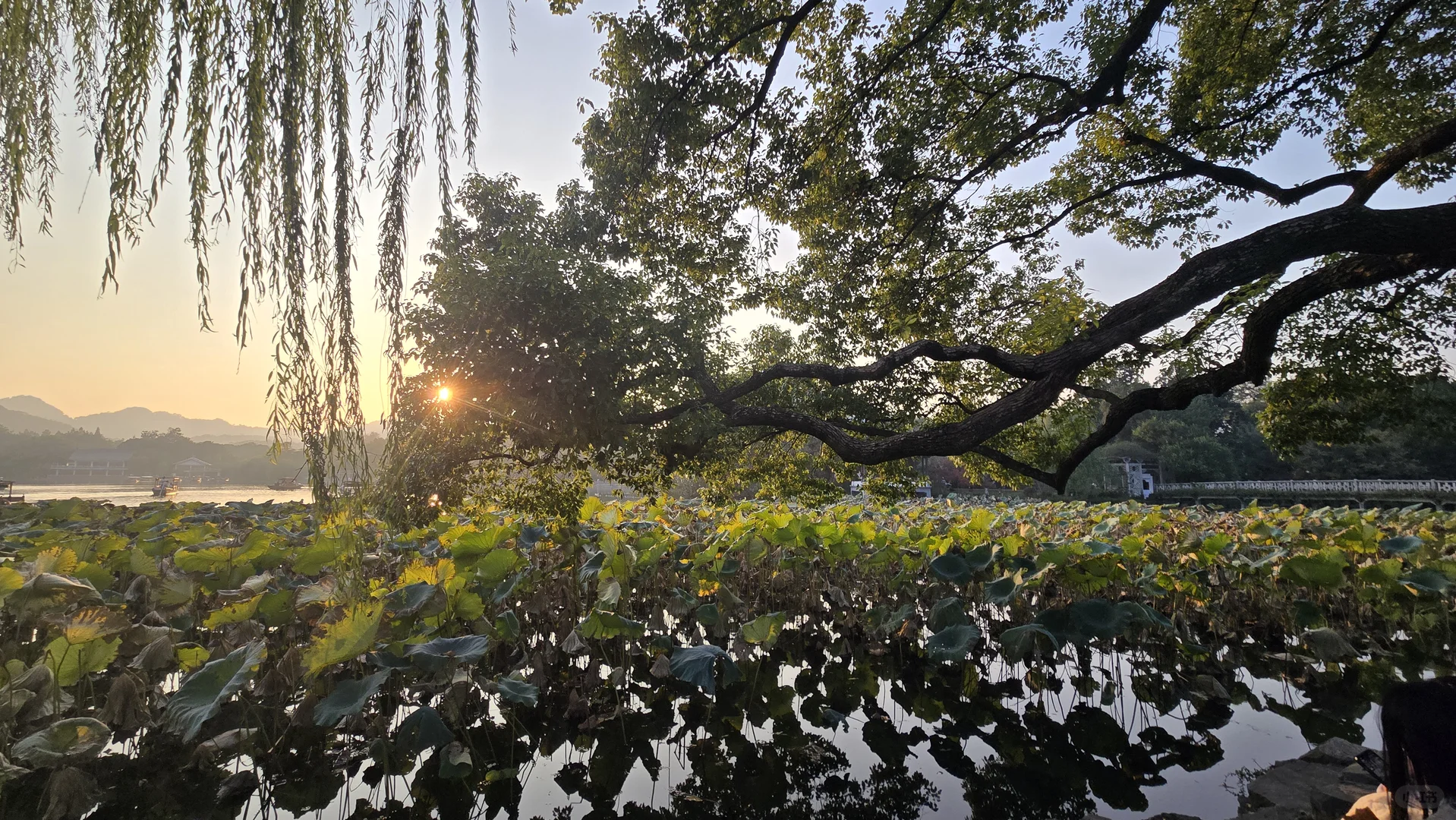 郁郁黄花，无非般若。青青翠竹，尽是法身。