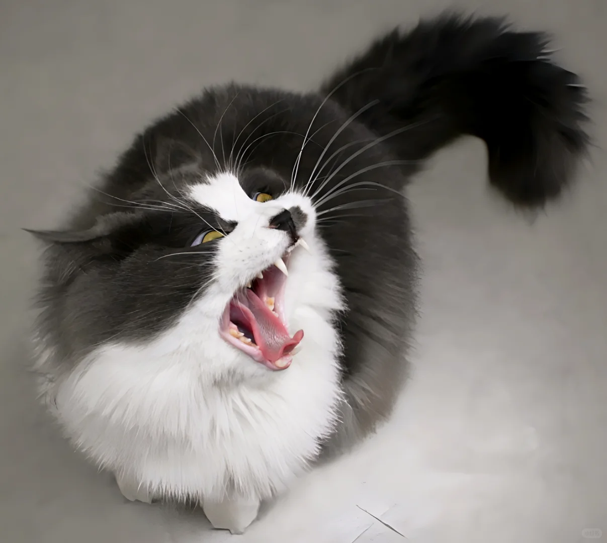 只有为了猫条才会抛媚眼的赖皮蛇